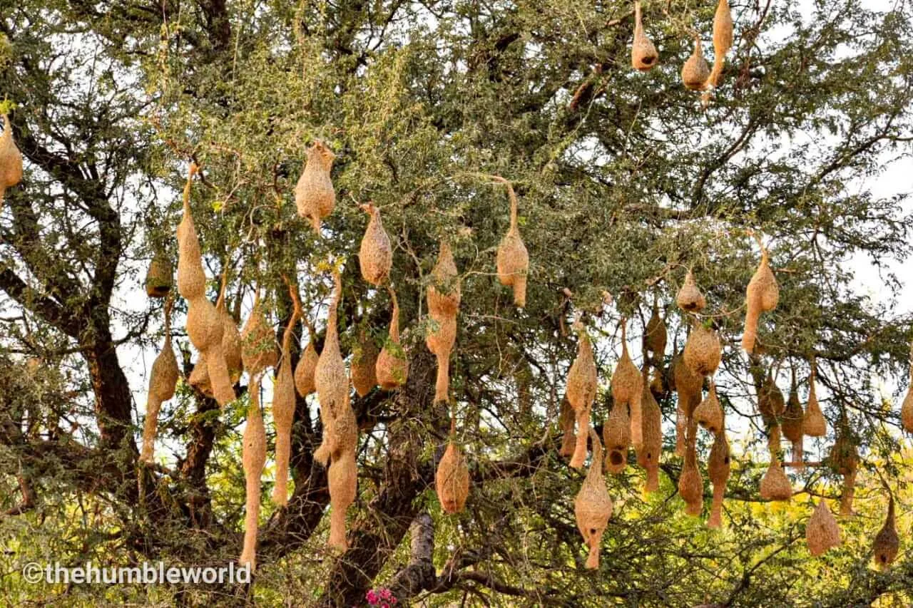 Beautiful Bird Nests in Nahargarh Biological Park