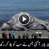 Largest sea creatures ever found - image