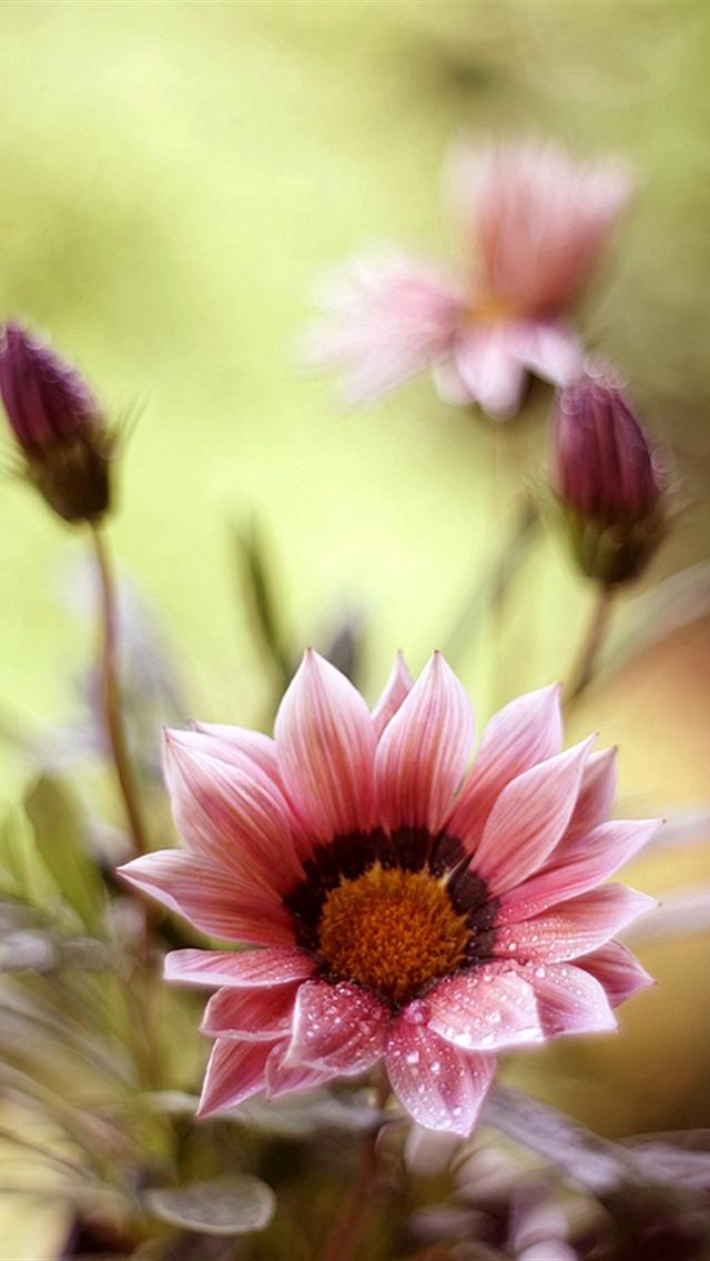 iphone 5 wallpapers hd: cute beautiful flowers iphone 5 ...