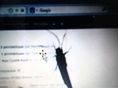 Image "Seekor Kupu-Kupu di Atas Laptop (Foto: KSP42)