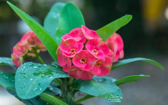 Coroa-de-cristo-Euphorbia-milii-com-flores-vermelhas-vibrantes-em-jardim-tropical-planta-suculenta-nativa-de-Madagascar-ideal-para-jardins-ornamentais