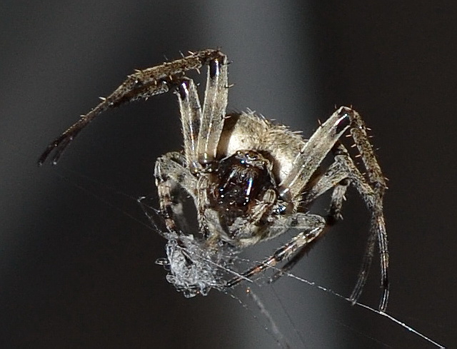 Life Begins at Forty: Spider (Labah-labah)
