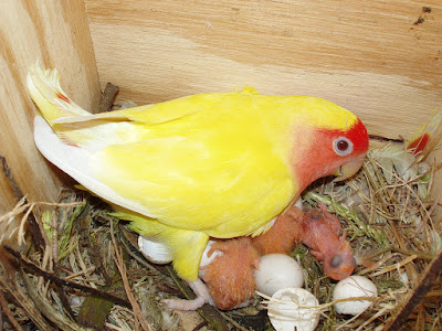 breeding lovebird