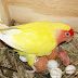 Tips Breeding Lovebird untuk pemula