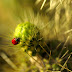 Ladybug - The amazing fact