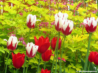 Red and White Tulips with Gold Bleeding Heart