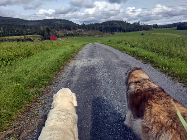 brøgåsen rundt sokna