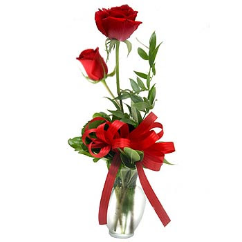 red rose flowers. flowers,red flowers,red rose,