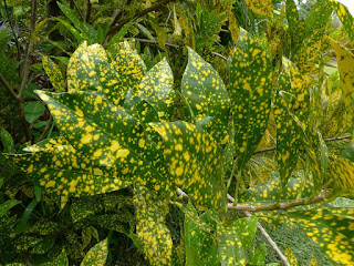 Croton panaché  'gold dust' - Codiaeum variegatum 'gold dust'