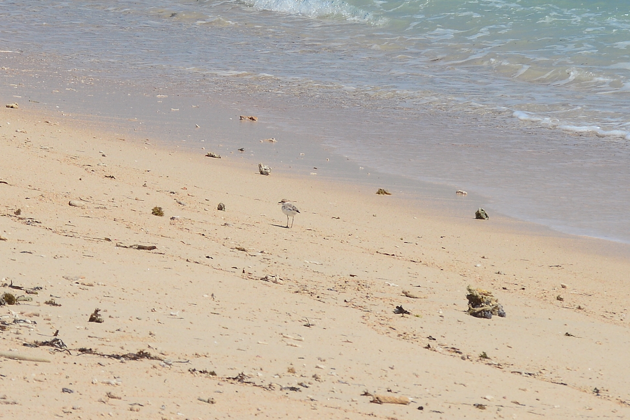 Charadrius peronii