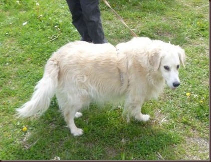 Tommy Retriever Senior 2 (vorn)1