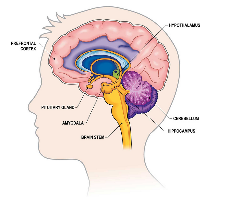 Human Brain