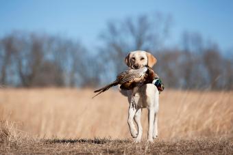 10-best-hunting-dog-breeds