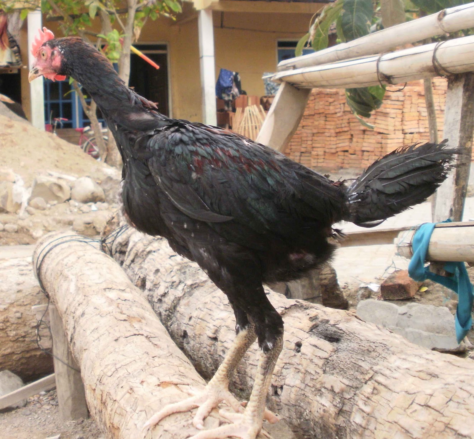 penggemukan sapi perah jantan