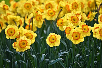Town Council Slashes 1,000 Daffodils Because They Think Their Kids are Dumb