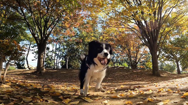 保護犬 ボーダーコリー トーマ