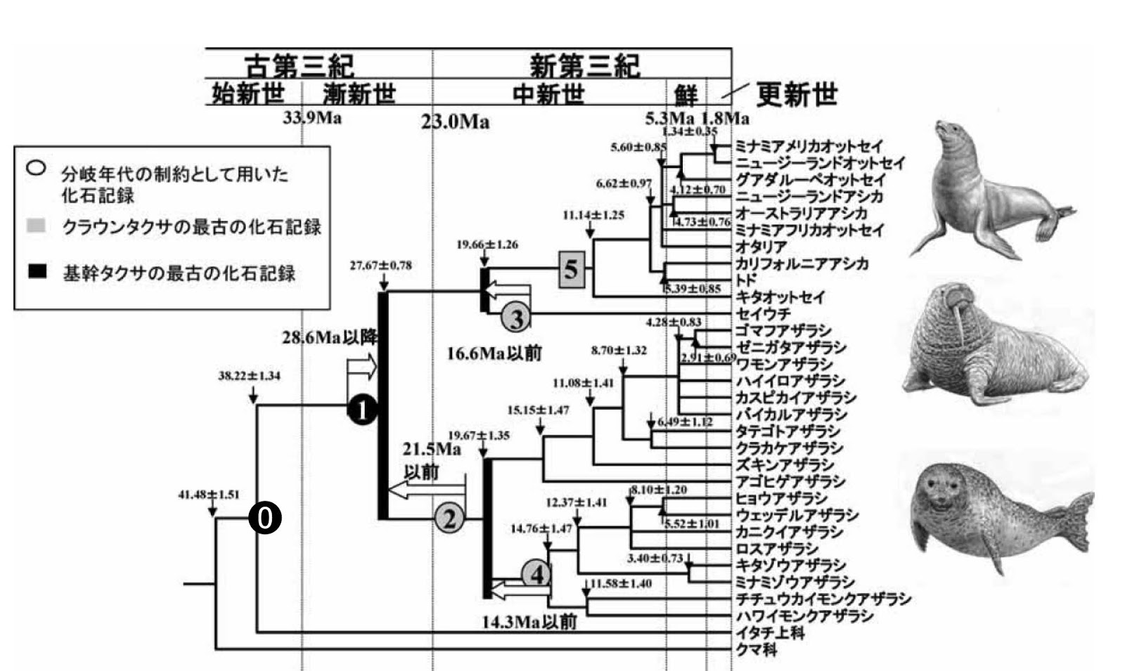 雷鳥だより 高岡のアシカ4 雷鳥だより 高岡のアシカ4