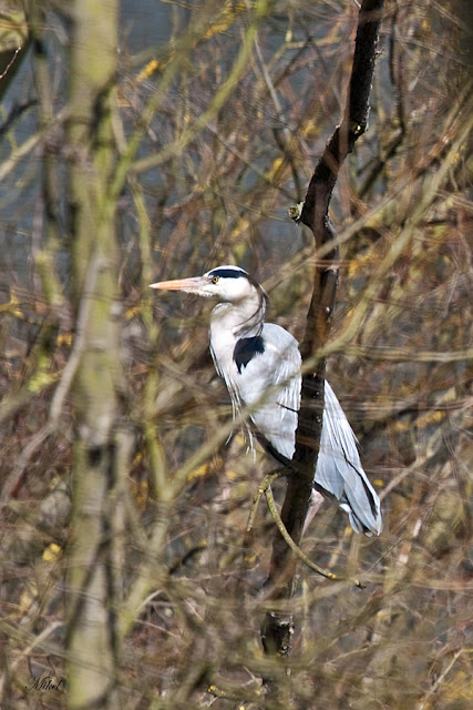 Garza real Ardea cinerea