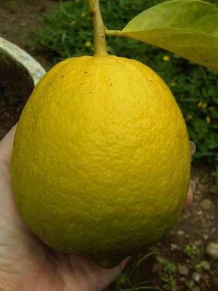bibit buah lemon jumbo besar bisacod Nusa Tenggara Barat