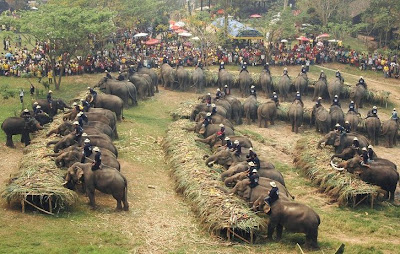 elephants photo