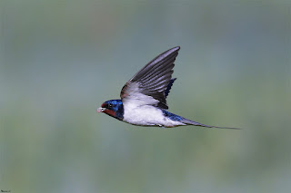 golondrina-comun-hirundo-rustica-transportando-barro-