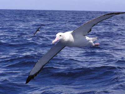 Black-Browed Albatross and Chick