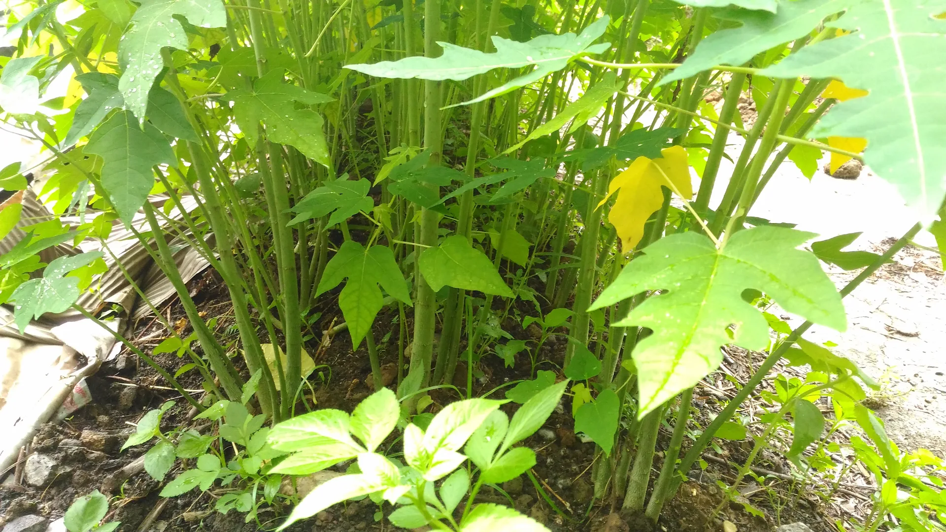 相片：
