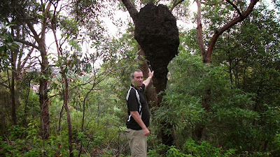 Termite