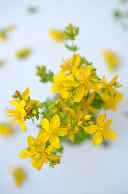 Johanniskrautblüten leuchten gelb auf weißem Hintergrund.