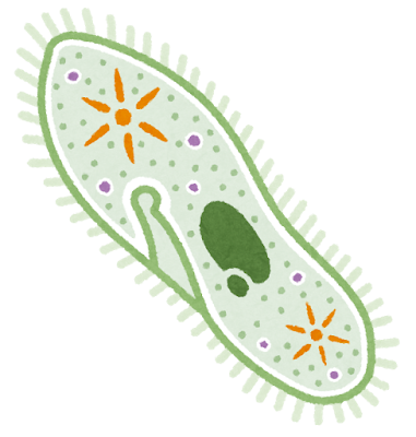 メダカと光合成細菌 Psb Ezomedakaのブログ