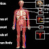 Different Body Parts And Different Diseases Of Human Body : What is acute kidney injury? Causes for acute kidney injury....Human kidney fails due to ... / Human body systems study guide answers anatomy.