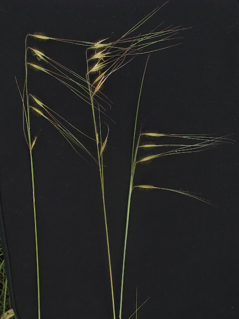 paisagismo-capim-brinco-de-princesa-loudetiopsis-chrysothrix-plantas-ornamentais-nativas