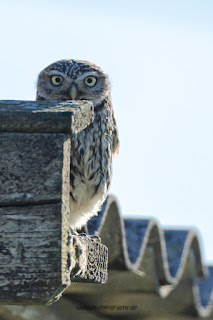 Wildlifefotografie Steinkauz Olaf Kerber