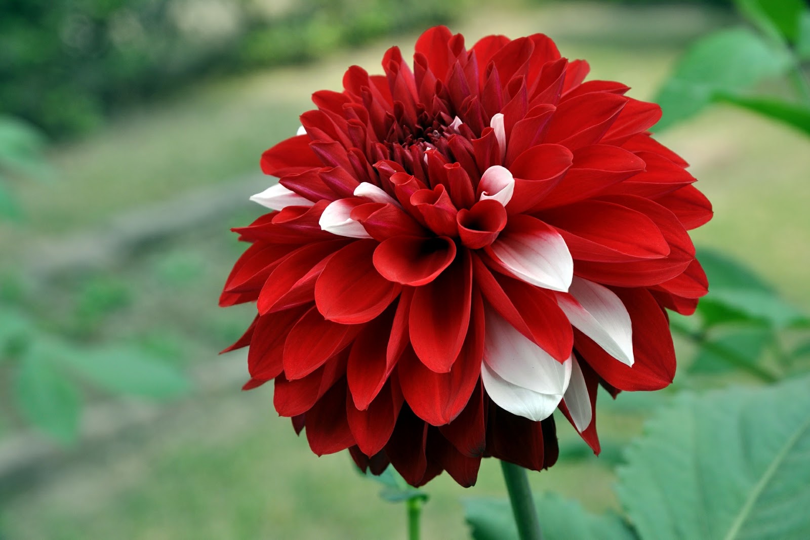  Gambar Bunga Dahlia Yang Indah Kumpulan Gambar 