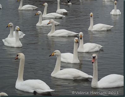 25-swans