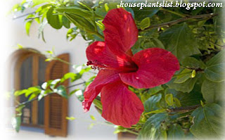 Overview of Growing the Hibiscus House Plant