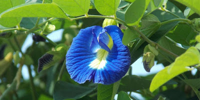 10 Health Benefits of Blue Butterfly Pea