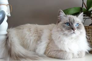 Keunikan Yang Dimiliki Kucing Anggora Sehingga Dijadikan Ternak Kesayangan Adalah