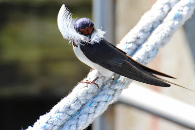 Boereswel - Boerenzwaluw - Hirundo rustica