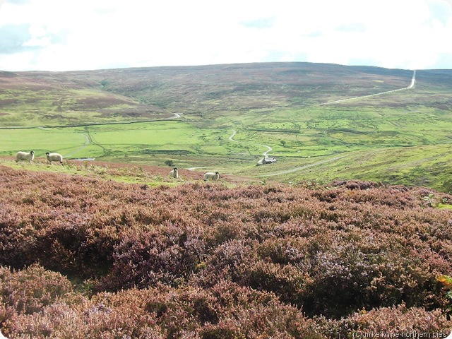 moors and sheeps