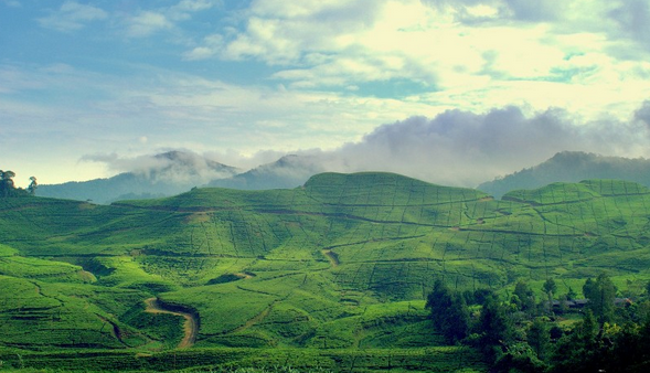 Puncak Bogor Pemandangan Indah di Dataran Tinggi Kota 