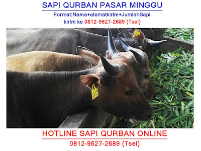 MURAH!! 0812-9627-2689, Jual Sapi Qurban 2018 Pasar Minggu, Jual Sapi Qurban Pasar Minggu, Jual Sapi Qurban 2019 Pasar Minggu, Jual Sapi Qurban Murah 2018 Pasar Minggu, Jual Sapi Qurban Di Pasar Minggu, Penjualan Sapi Qurban Pasar Minggu, Penjualan Sapi Qurban 2018 Pasar Minggu, Penjual Sapi Qurban Di Pasar Minggu, Penjual Sapi Qurban Pasar Minggu, Penjual Sapi Untuk Qurban Pasar Minggu,