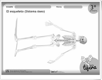 EL ESQUELETO (Fichas recortables de Ciencias Naturales de Primaria)