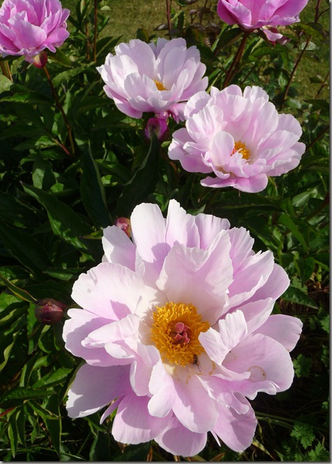 flowers 016