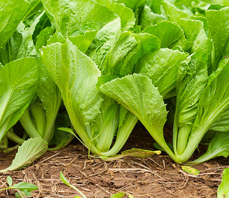 green mustard
