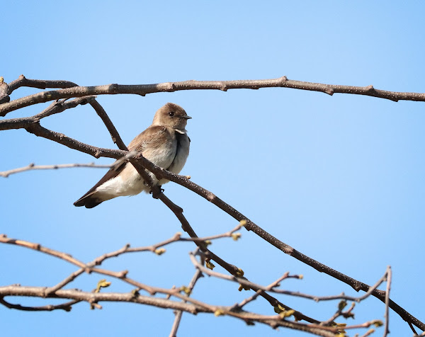 Rough-winged swallow