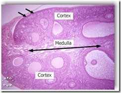 INFORMASI REPRODUKSI: HISTOLOGI SALURAN REPRODUKSI WANITA
