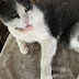 世界猫昔話 猫トリビア AM:8:00GOODDAYS ハチ割れ猫の表現の違和感と罪の無い猫たち