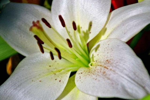 types of flowers or plants Different Types of Lily Flowers | 640 x 425