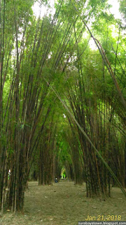 Kebun Bambu Keputih Surabaya